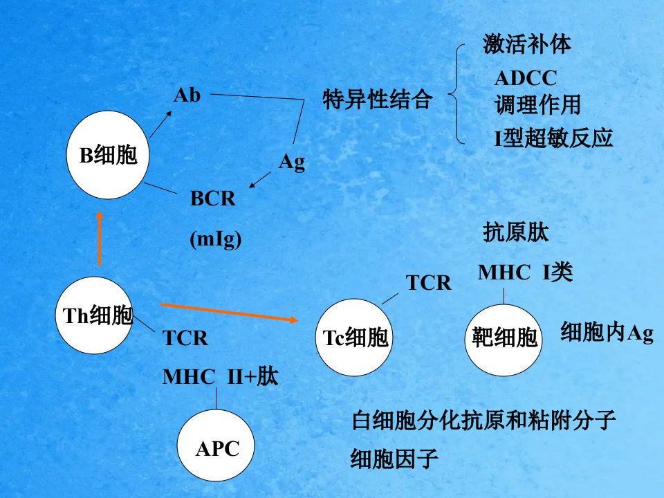 医学免疫学组织相容性复合体及其编码分子ppt课件