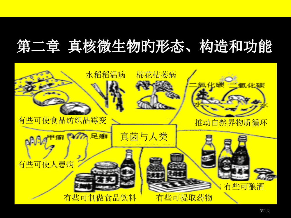 真核微生物的形态构造和功能