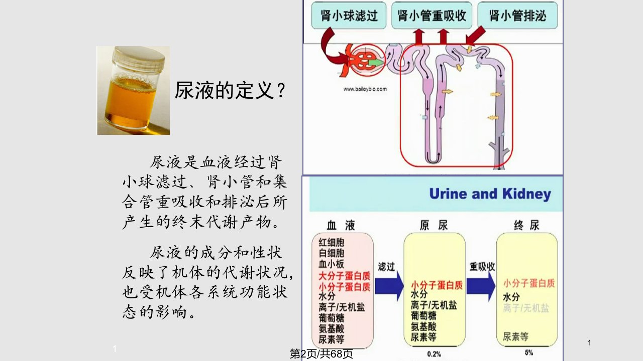 诊断学尿液检测