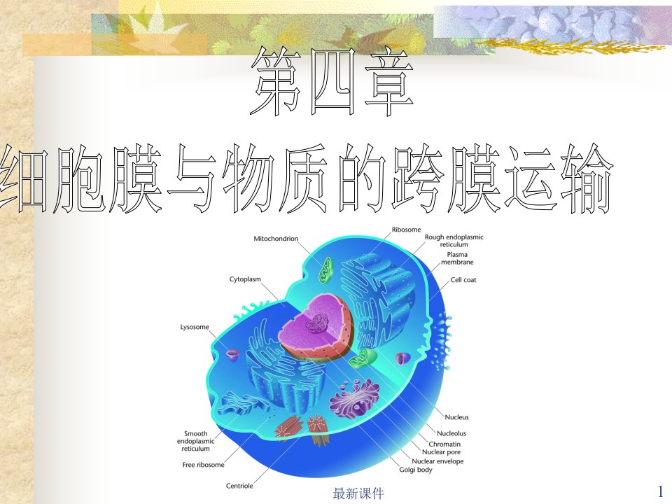 细胞膜与物质的跨膜运输课件