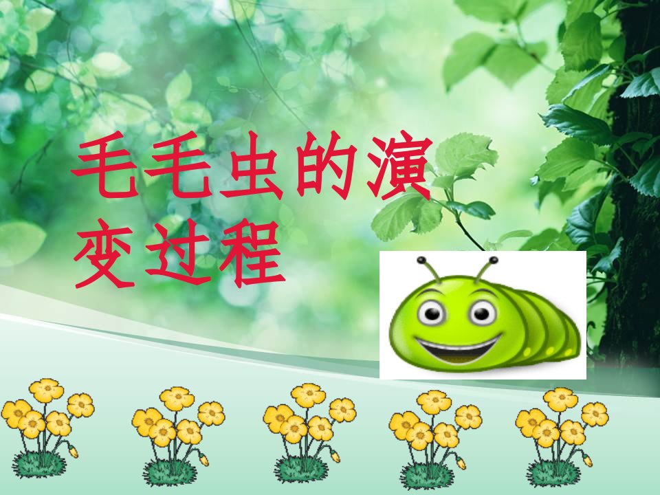 毛毛虫的演变过程