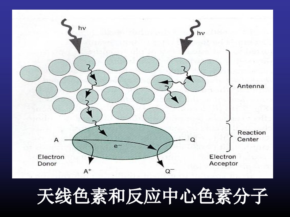 第六章光合作用I2