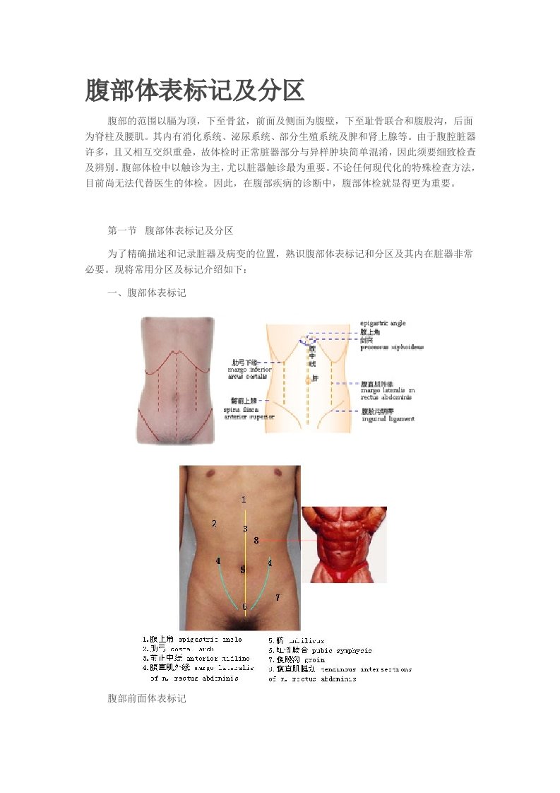 体格检查——腹部检查