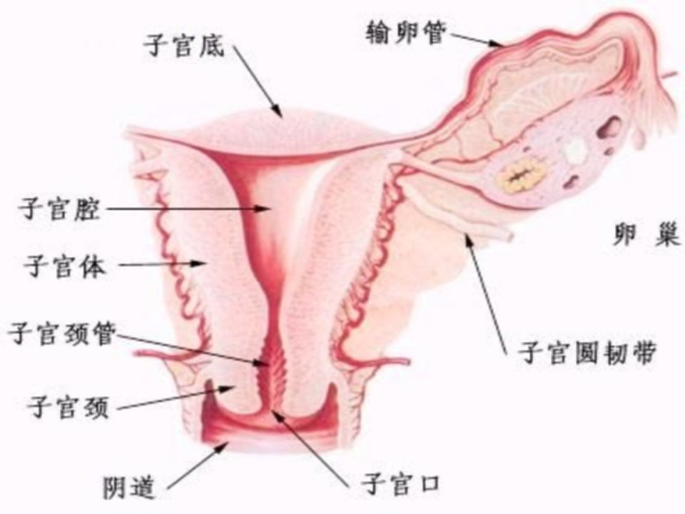 最新子宫肌瘤03PPT课件