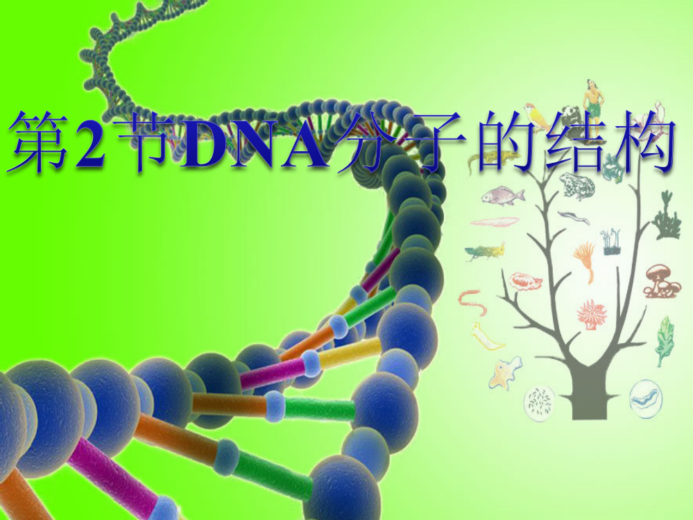 DNA分子的结构优质课课件