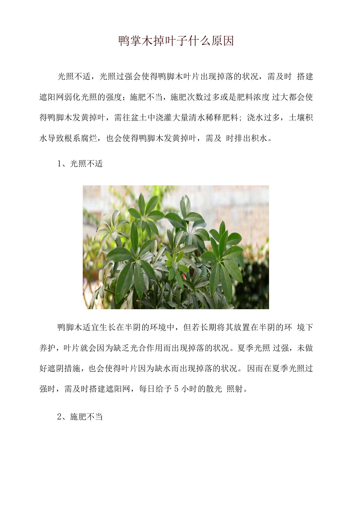 鸭掌木掉叶子什么原因