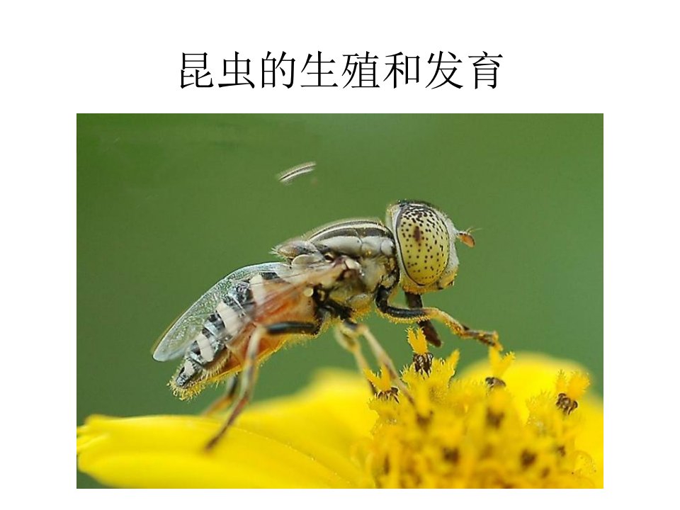 昆虫的生殖和发育课件