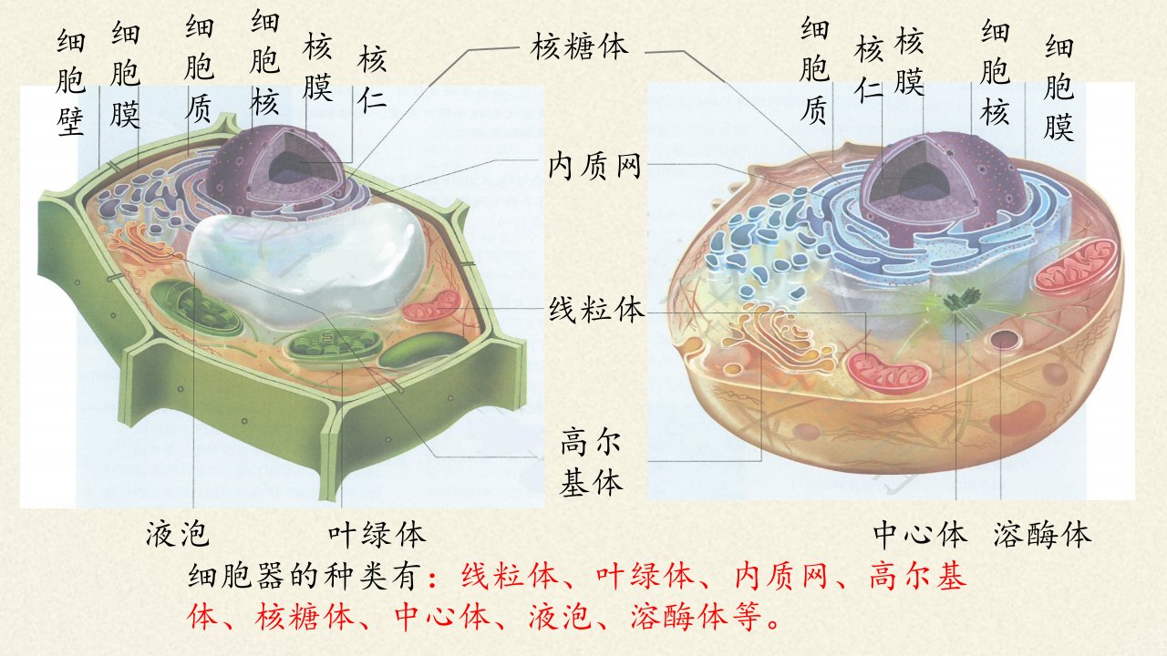 人教版细胞器之间的分工合作ppt课件