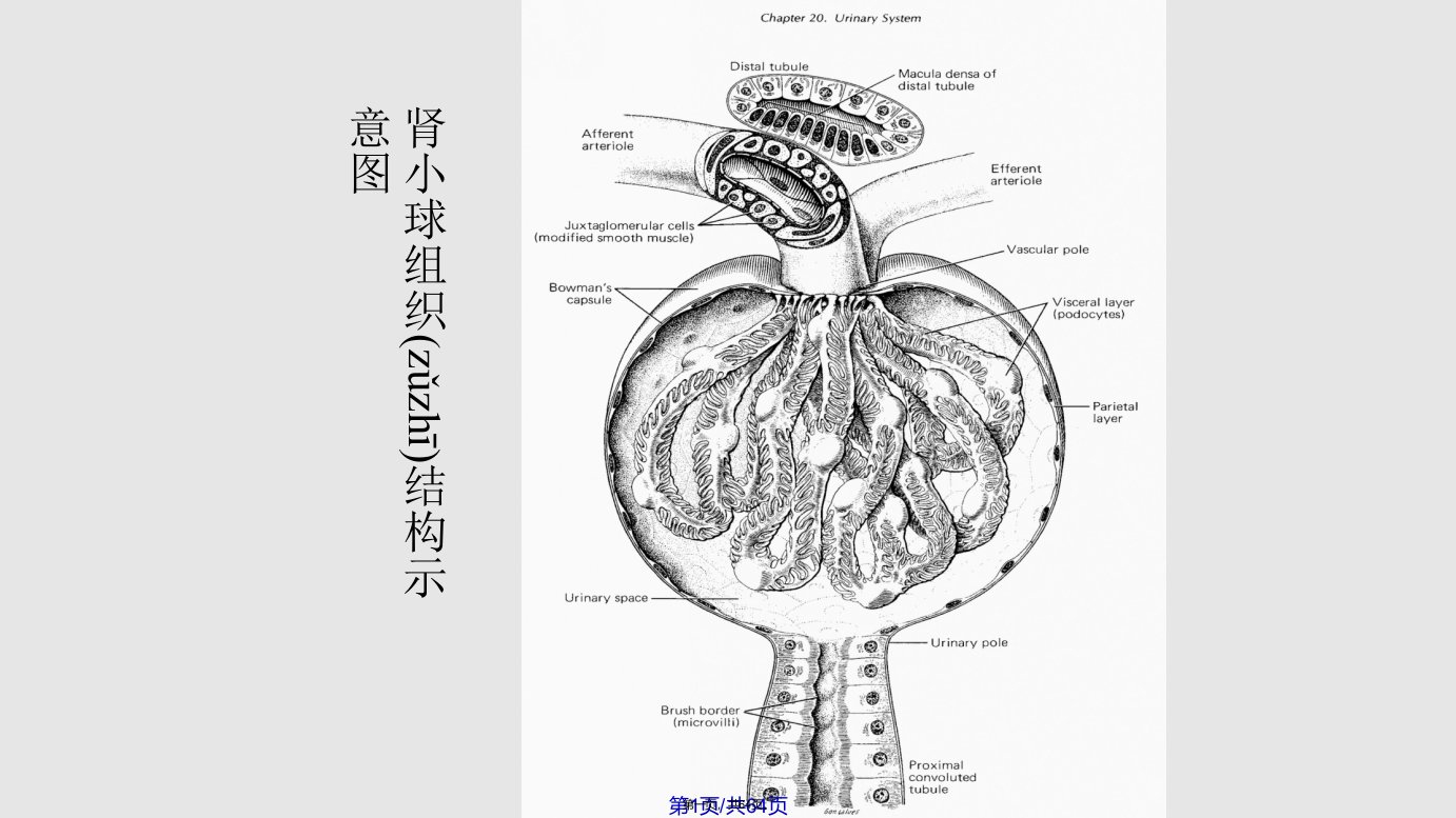 泌尿系统疾病学习教案