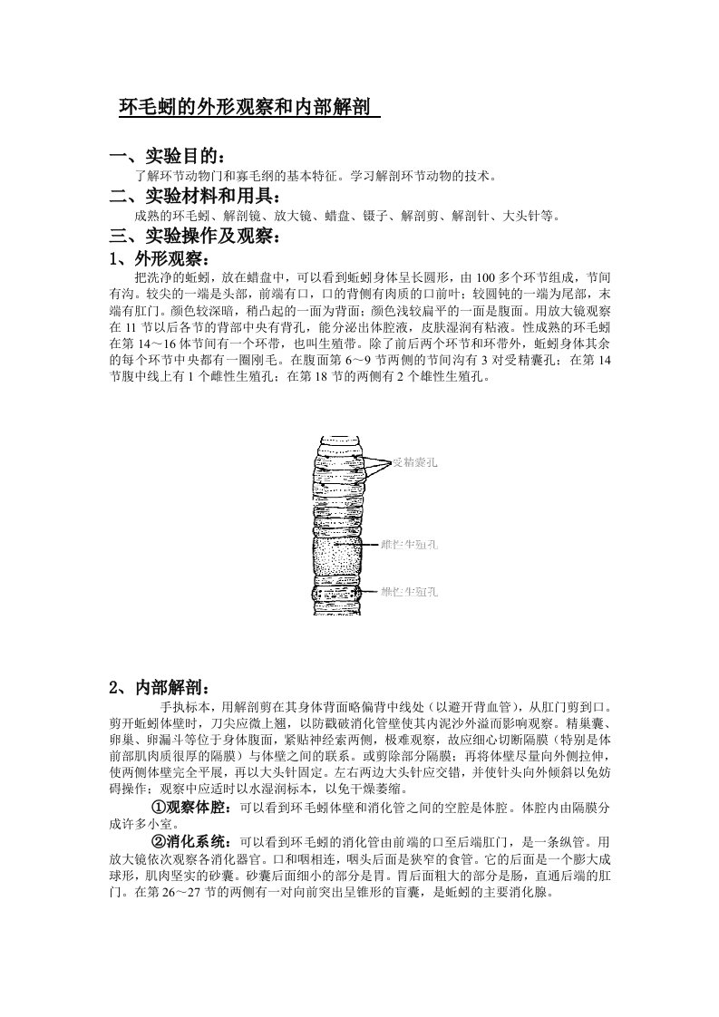 环毛蚓的外形观察和内部解剖