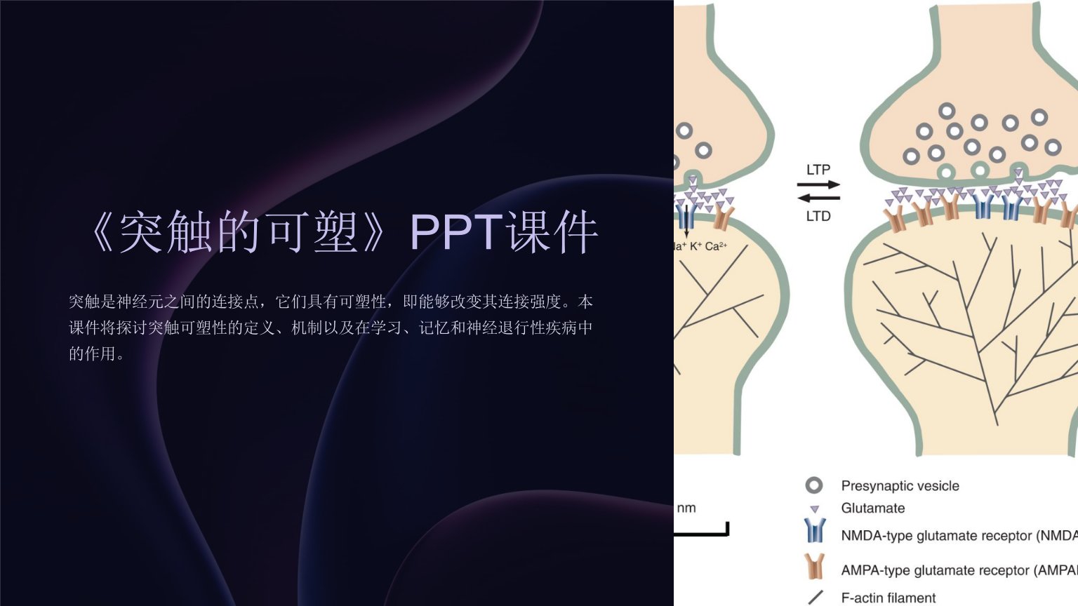 《突触的可塑》课件