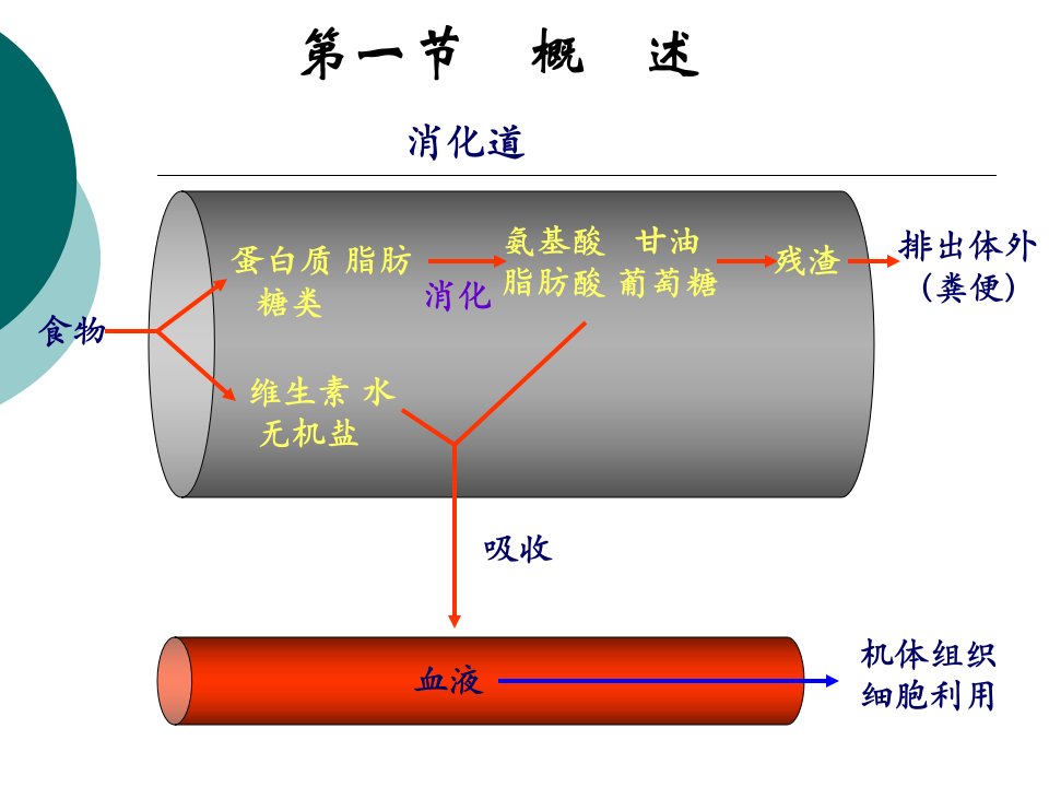 第六章消化和吸收wbx