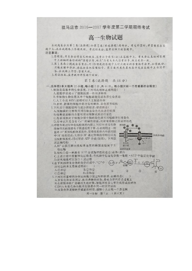 河南省驻马店高一下学期期末考试生物试题（图片版）