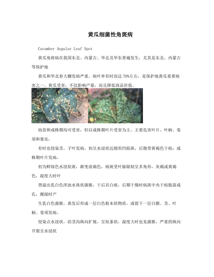 黄瓜细菌性角斑病