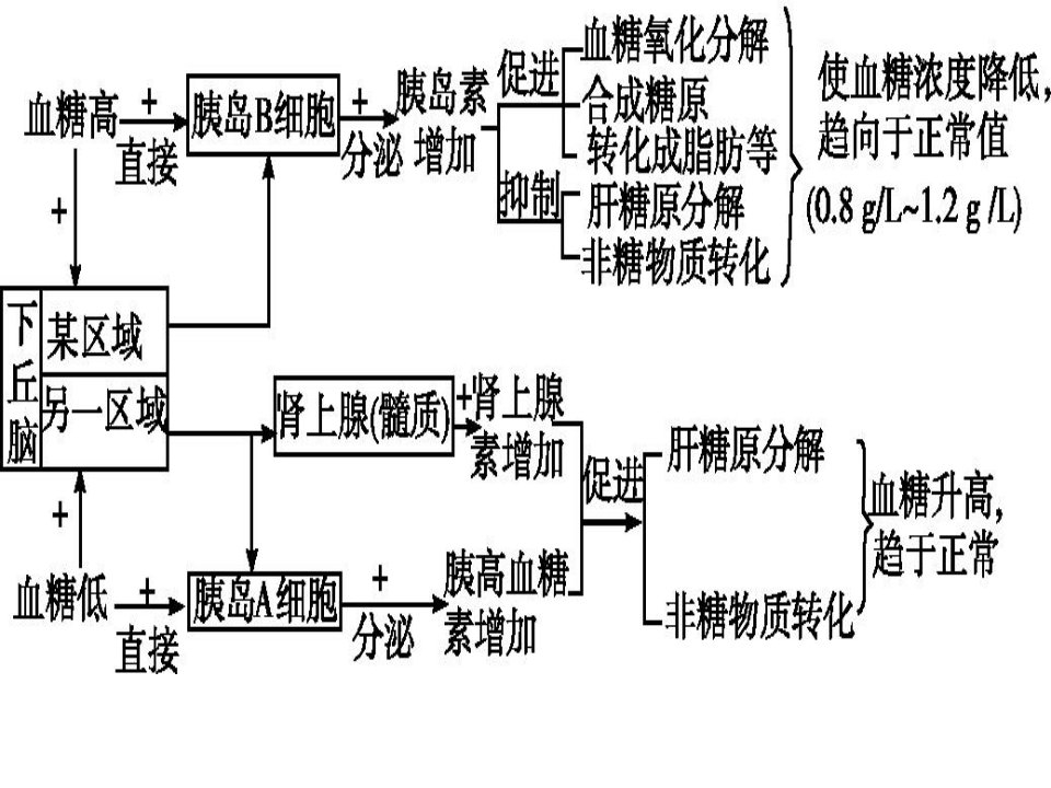 血糖、体温、水盐平衡调节