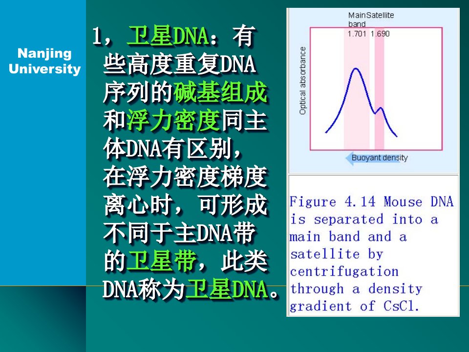 分子生物学课件3-4讲