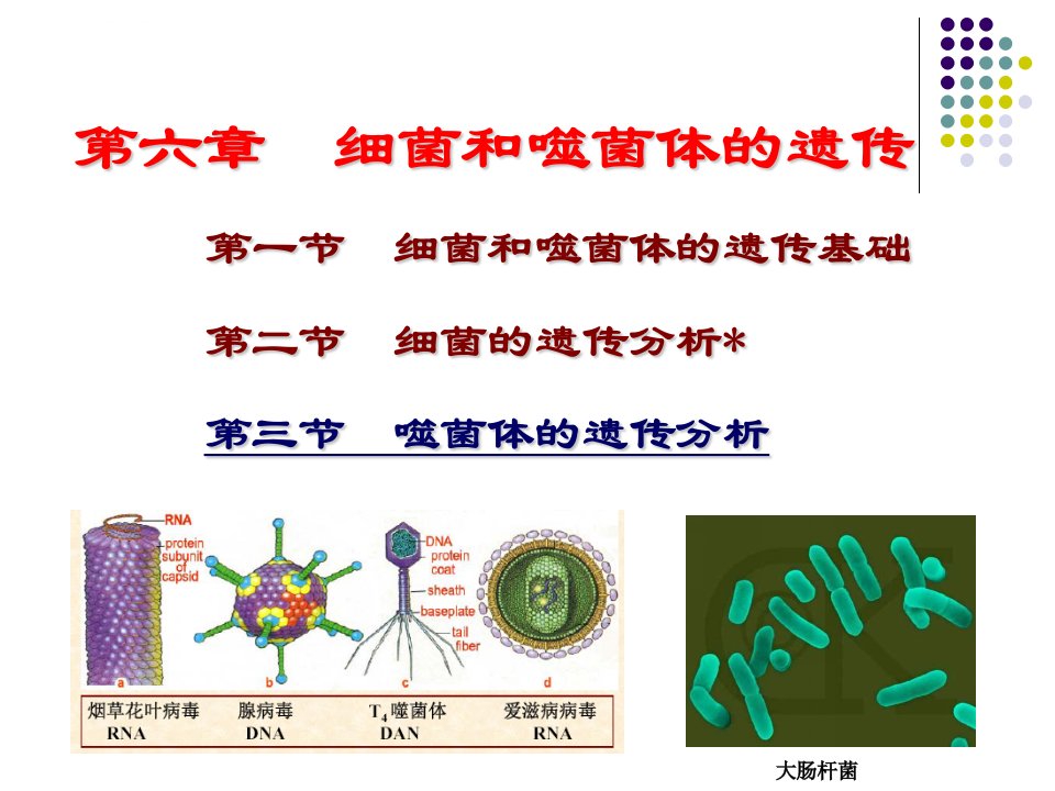 细菌和噬菌体的遗传ppt课件