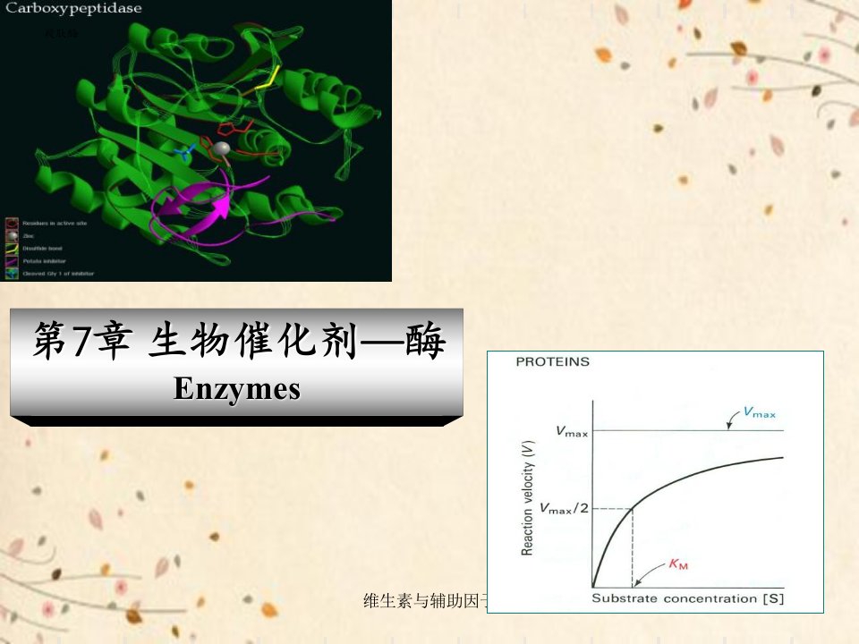 维生素与辅助因子