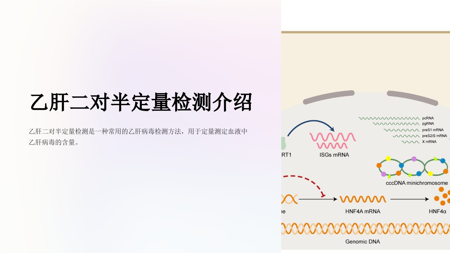 《乙肝二对半定量检》课件