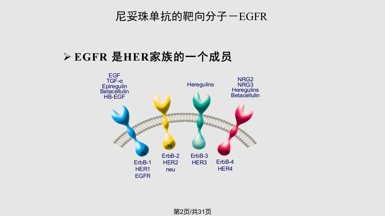 肿瘤靶向治疗药尼妥珠单抗介绍