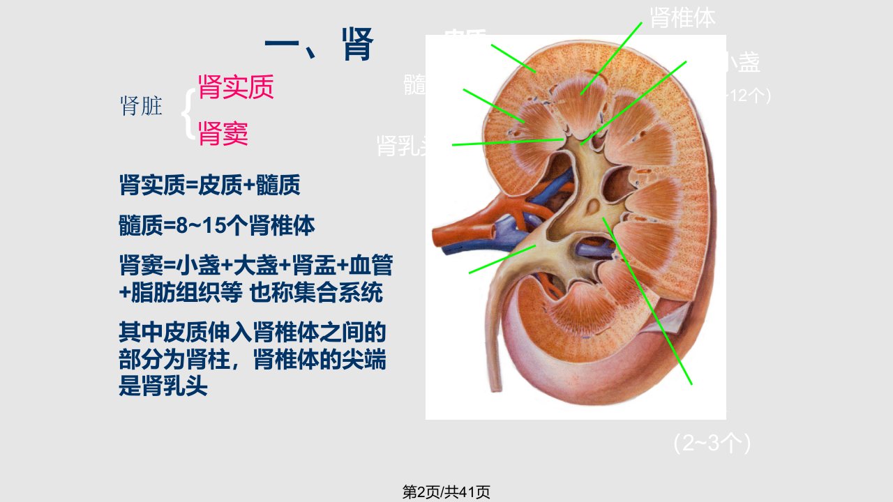 泌尿系超声学习