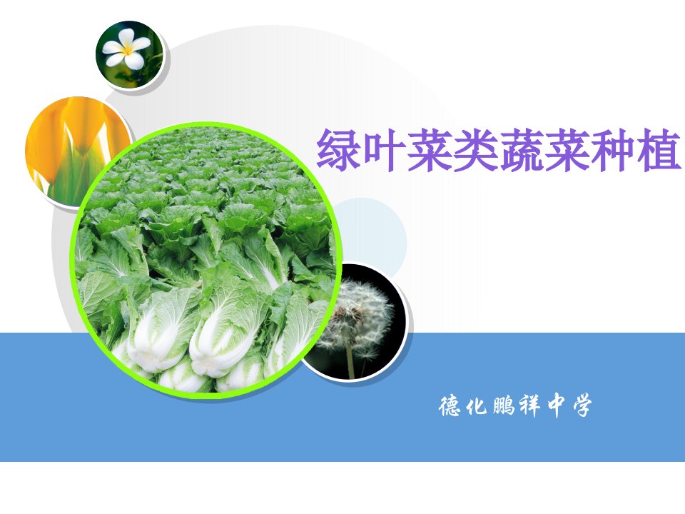 绿叶菜类蔬菜种植ppt课件