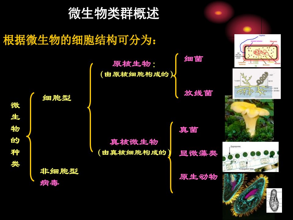 原核生物的形态构造和功能细菌课件