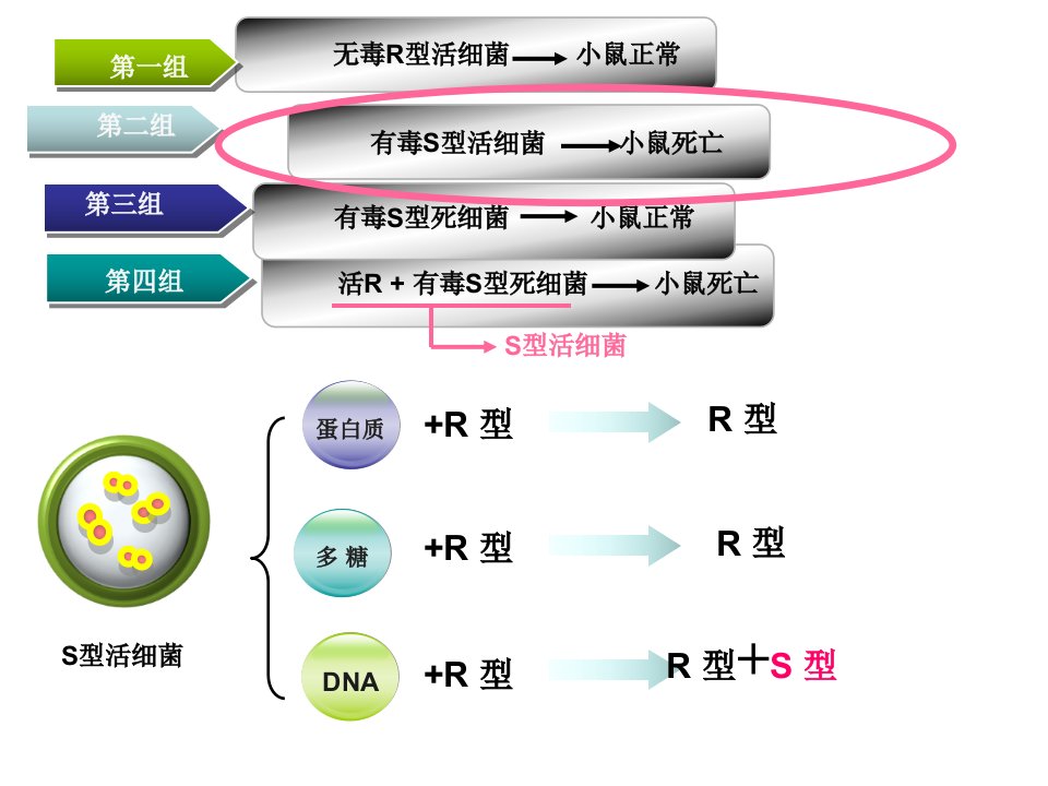 《DNA的结构王》PPT课件