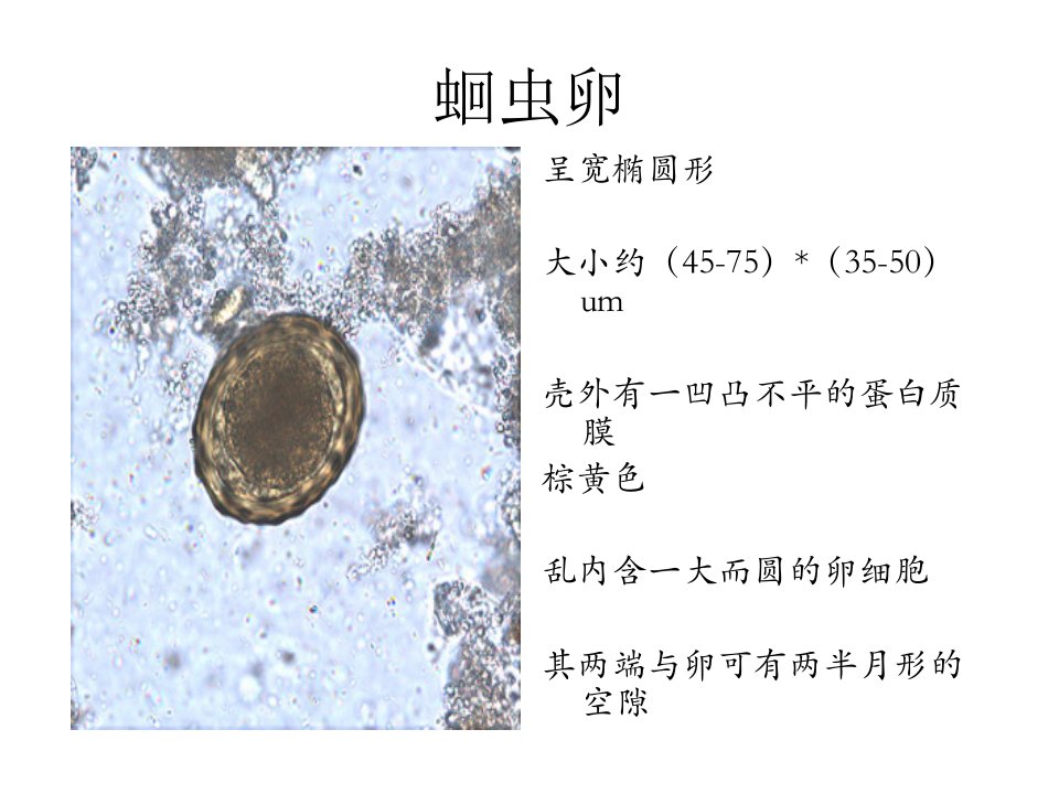 寄生虫学虫卵总结及图片