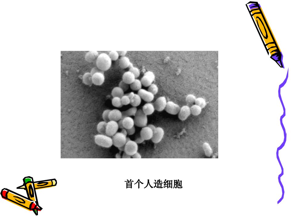 《细胞重组与克隆》PPT课件