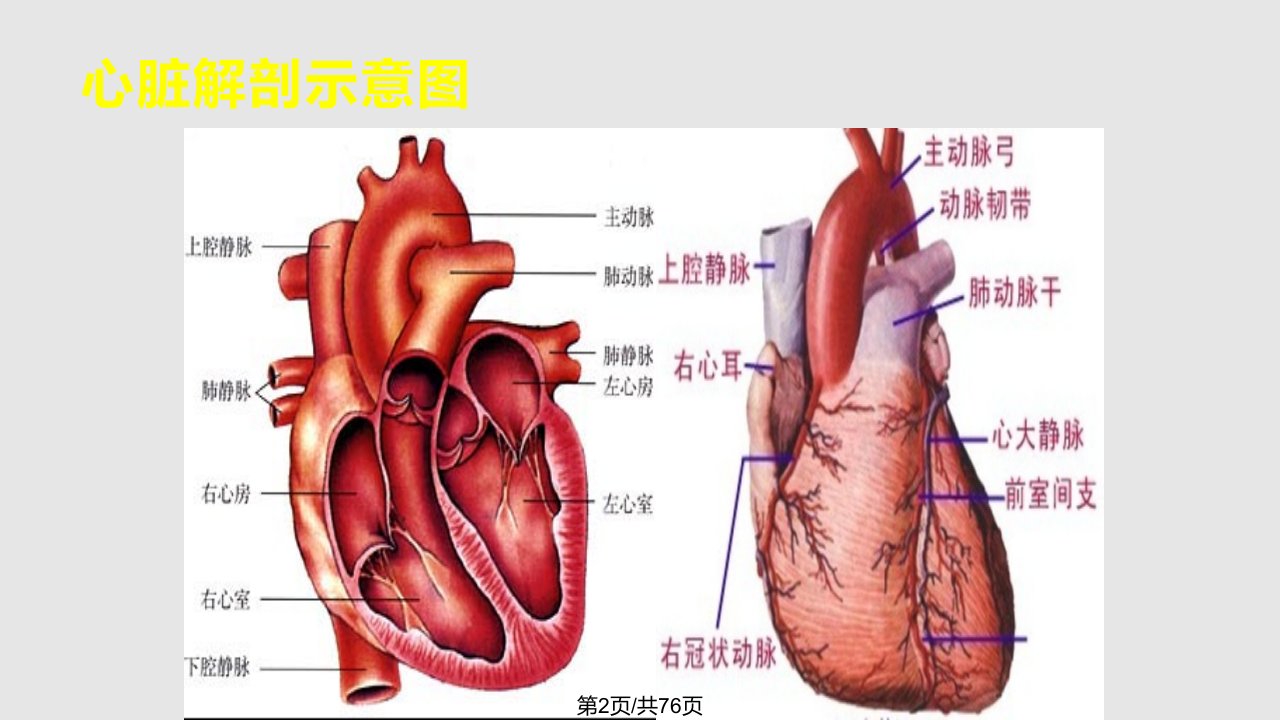 重症心力衰竭药物治疗