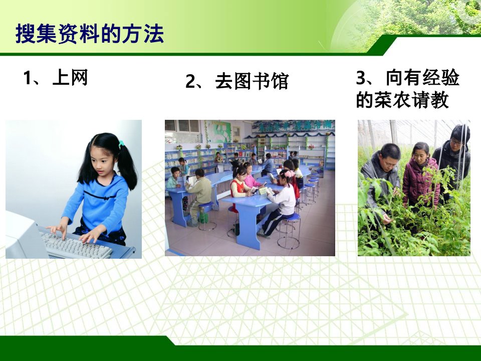 四年级科学下种茄子