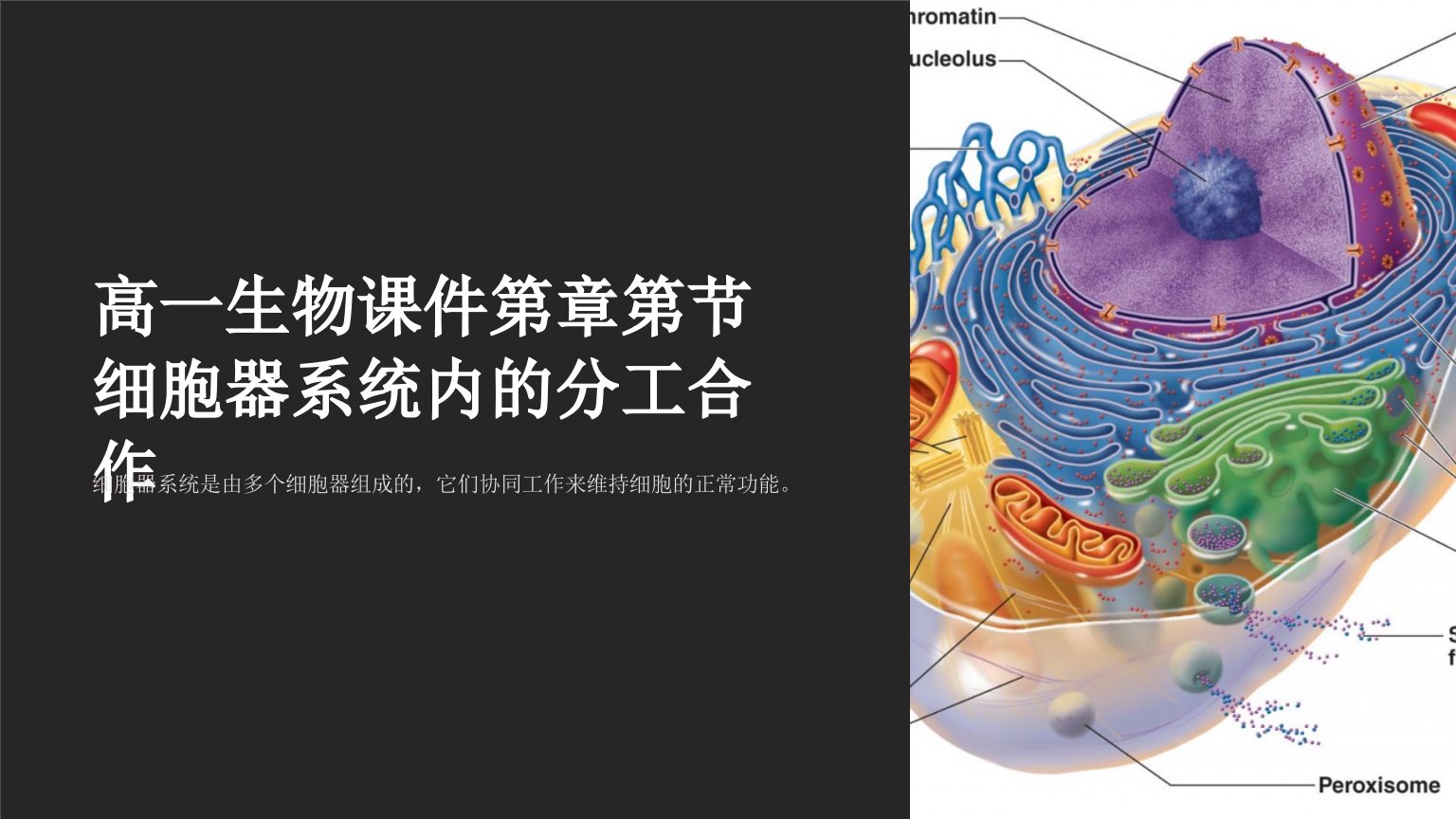 高一生物课件第章第节细胞器系统内的分工合作