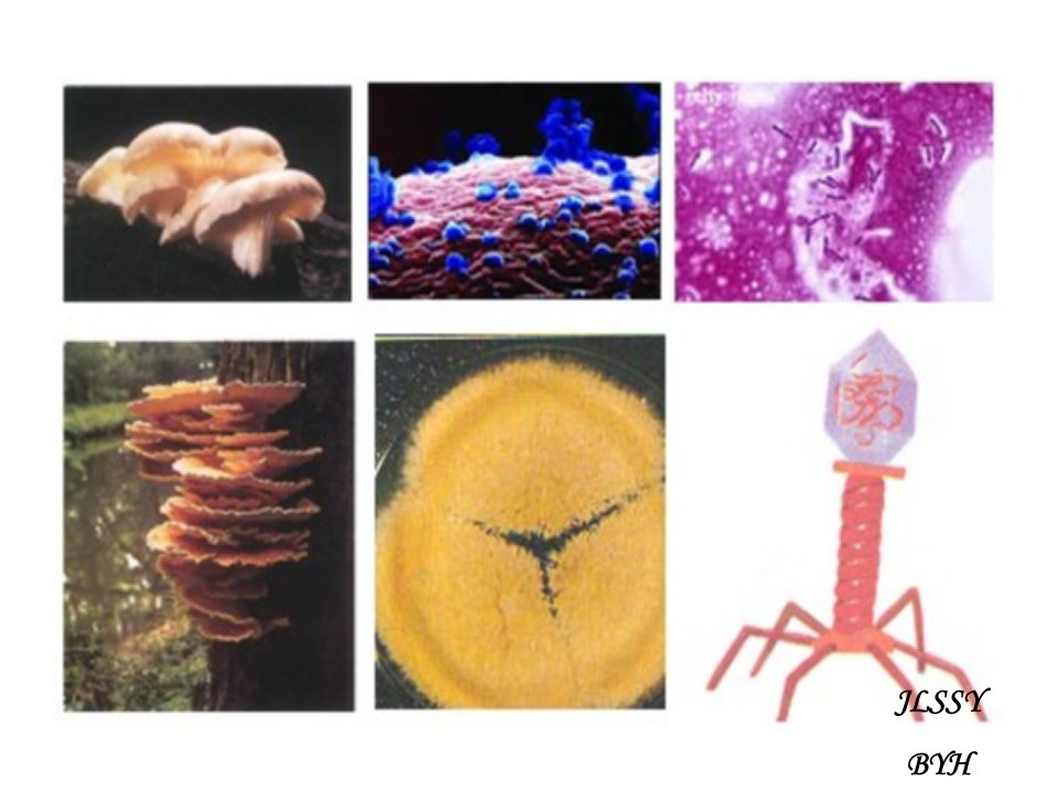 超详细分解纤维素的微生物的分离