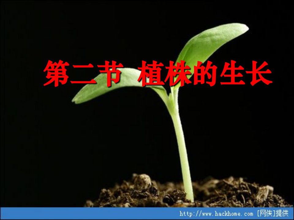 七年级生物上册-植株的生长课件