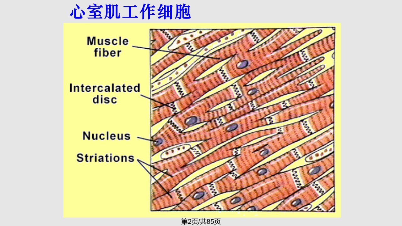 级生理学心脏生物电