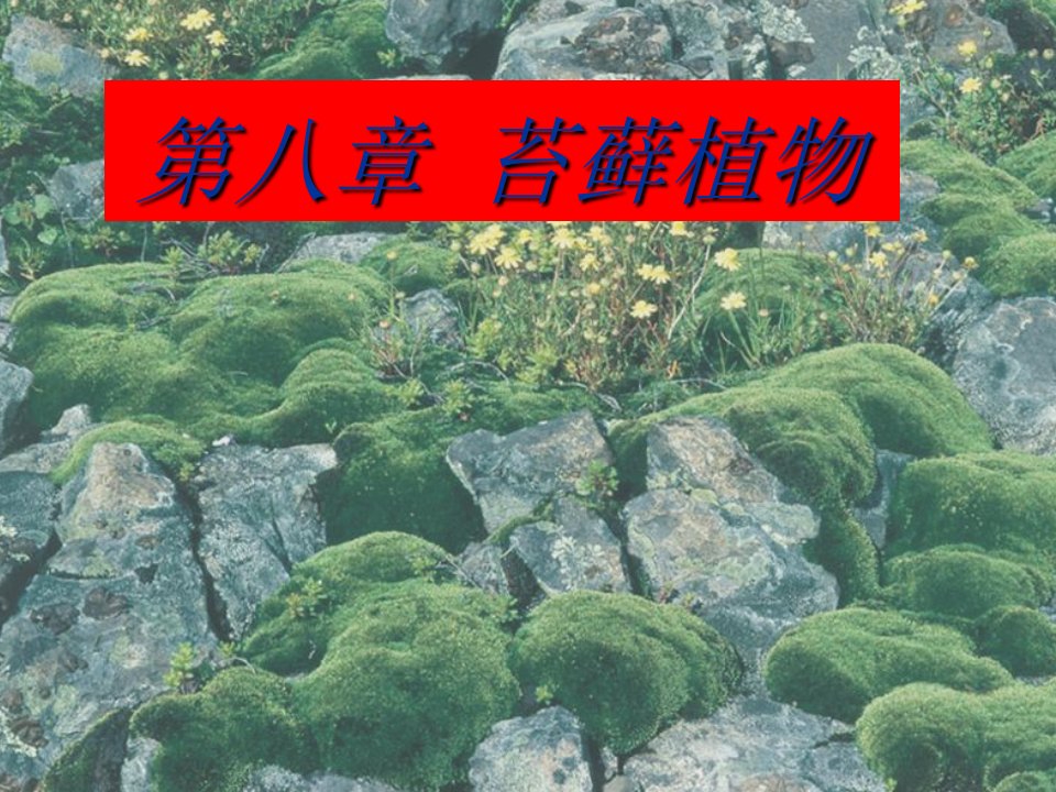 植物系统分类（陈燕）第8章