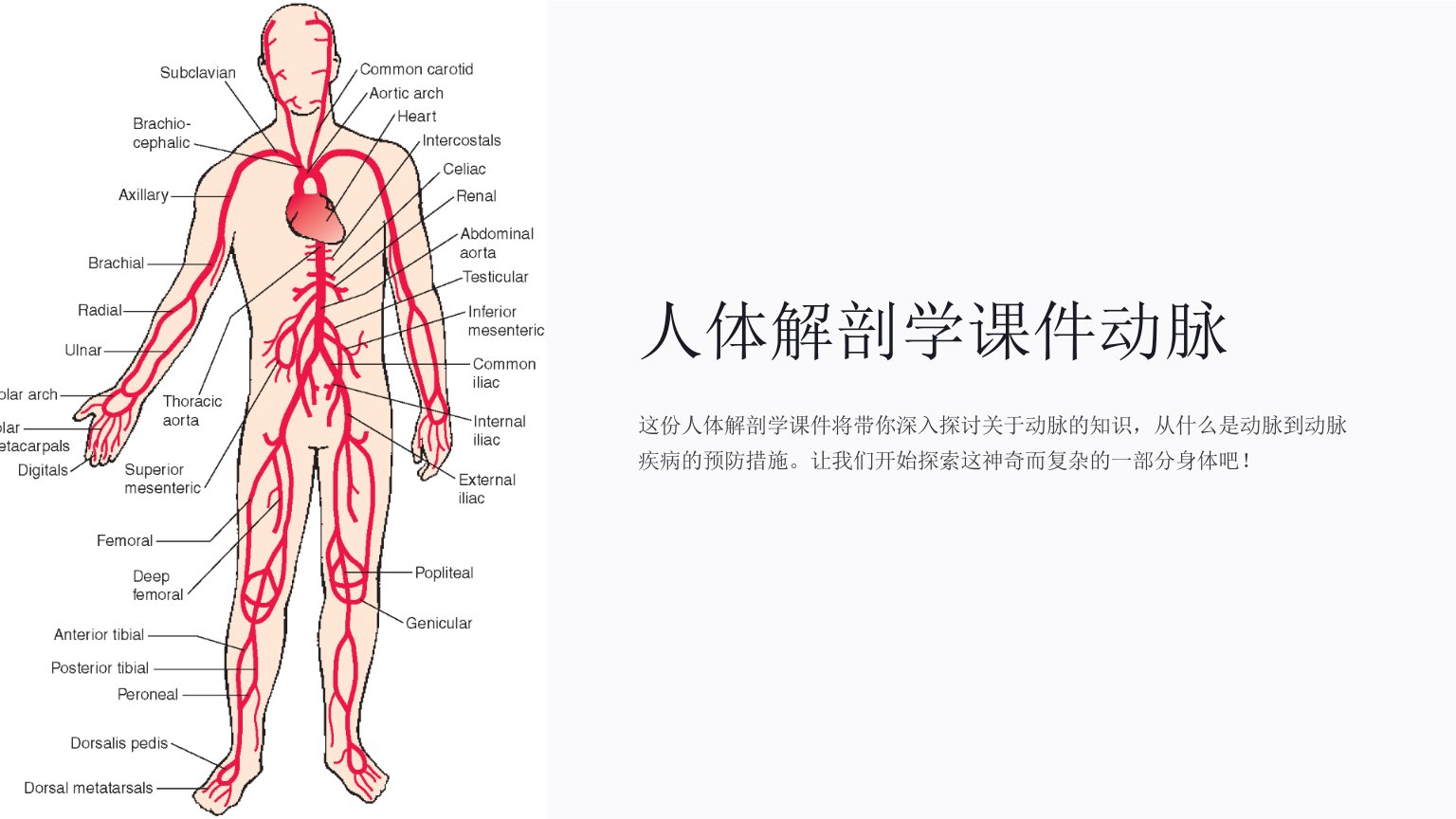 人体解剖学课件动脉