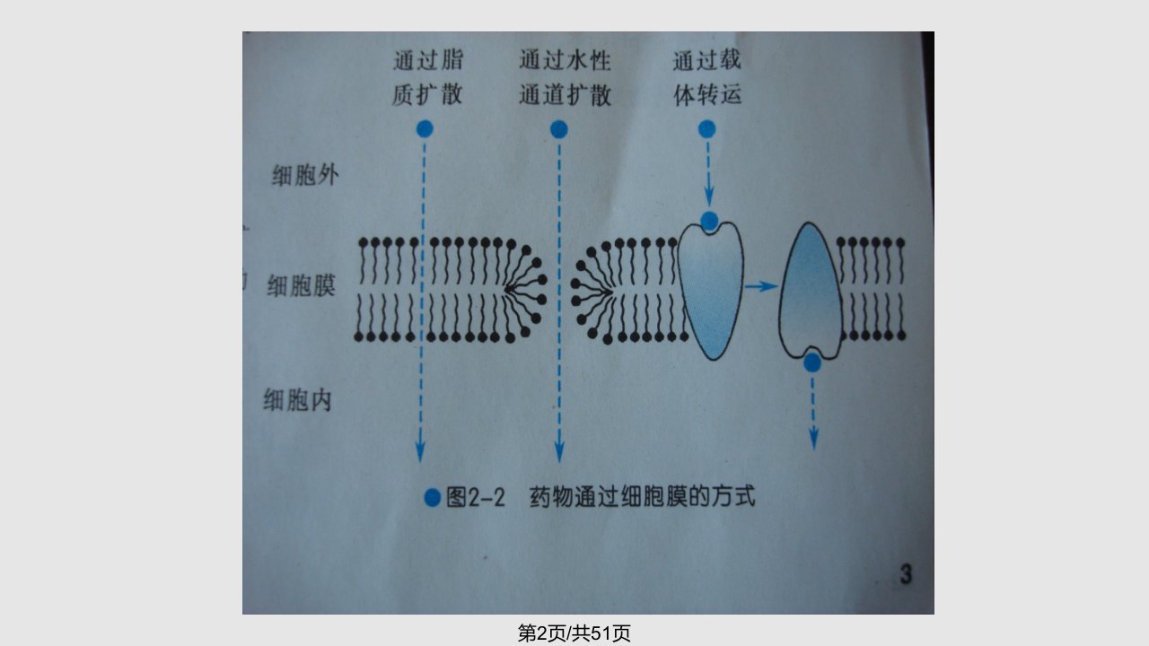 药理学药物代谢动力学2