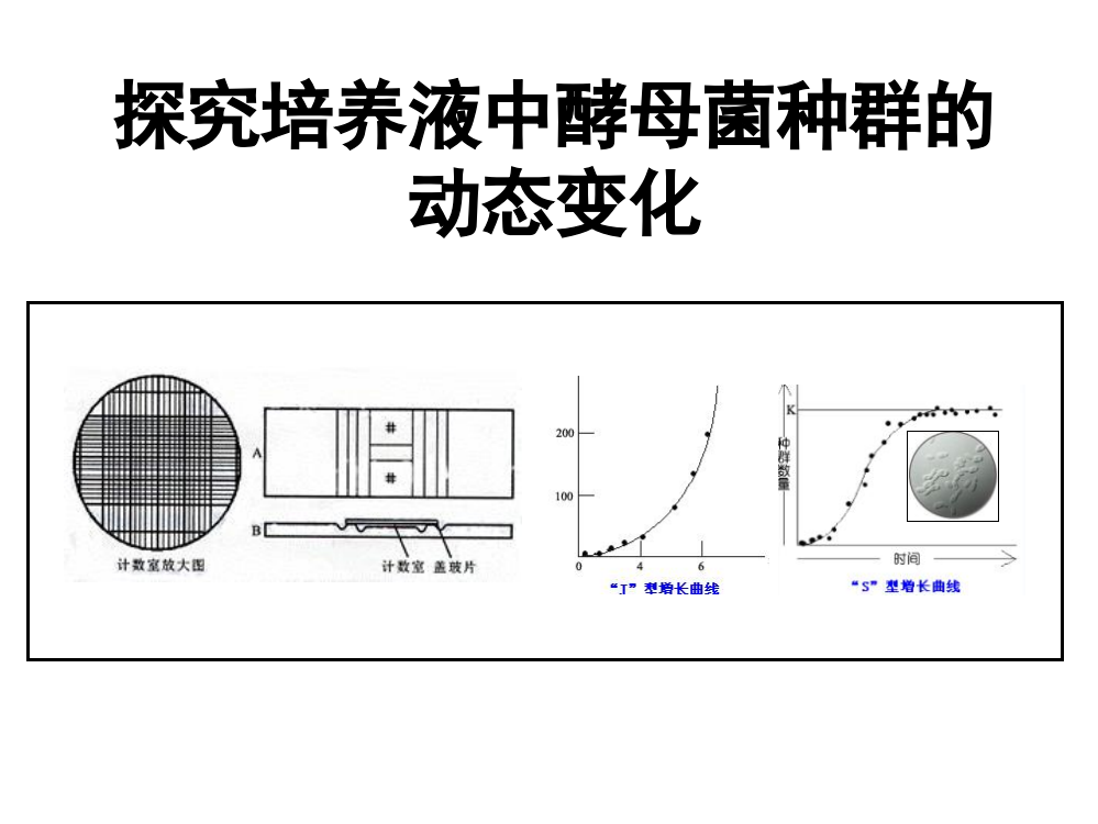 种群数量的变化-实验探究酵母菌数量变化1ppt课件