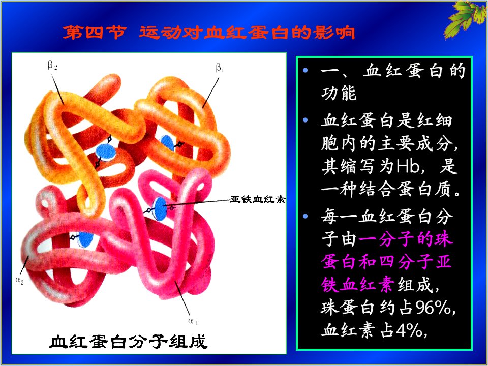 运动对血红蛋白的影响