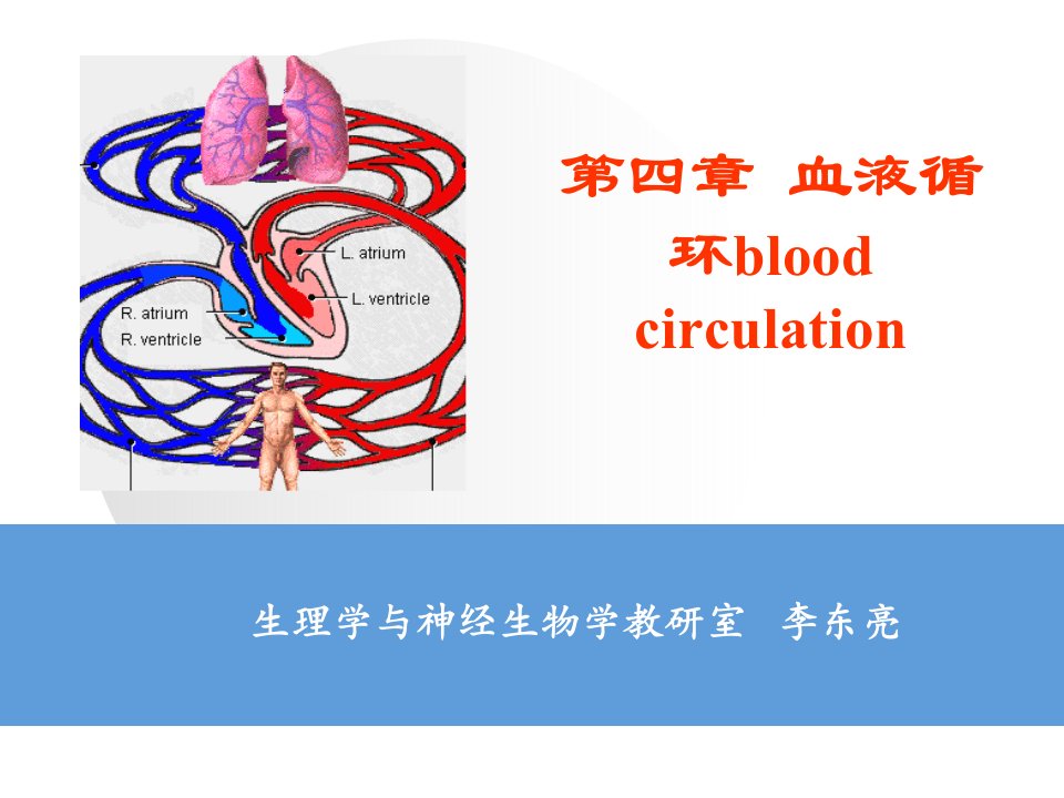 心肌的生物电现象课件