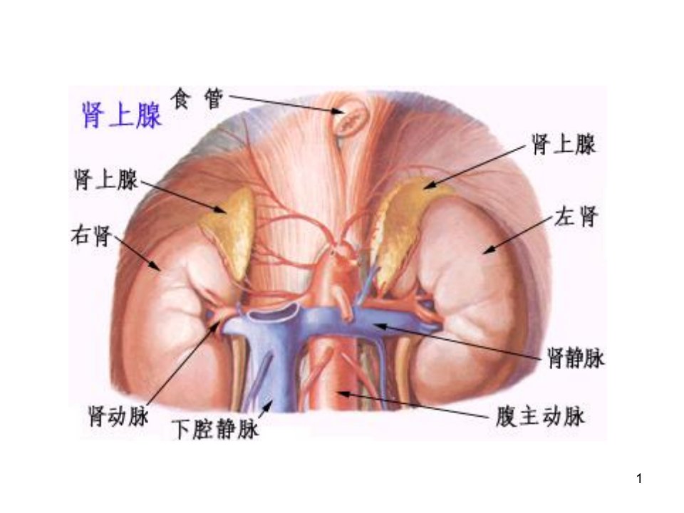 药理学课件内分泌系统