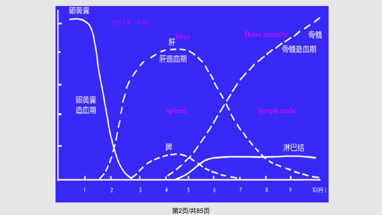 缺铁性贫血讲座