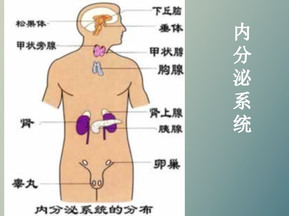 人体解剖学内分泌系统