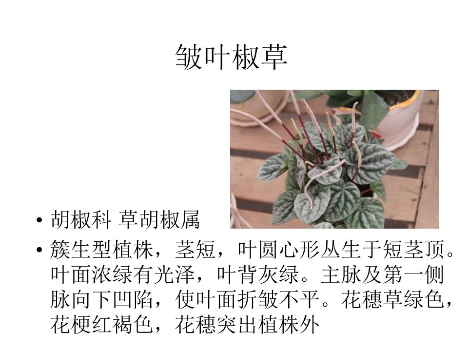 观赏植物学1