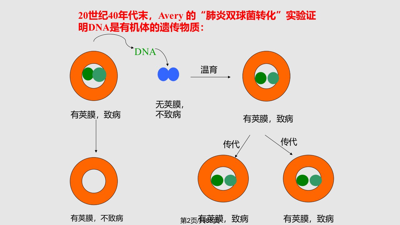 核酸的化学学习