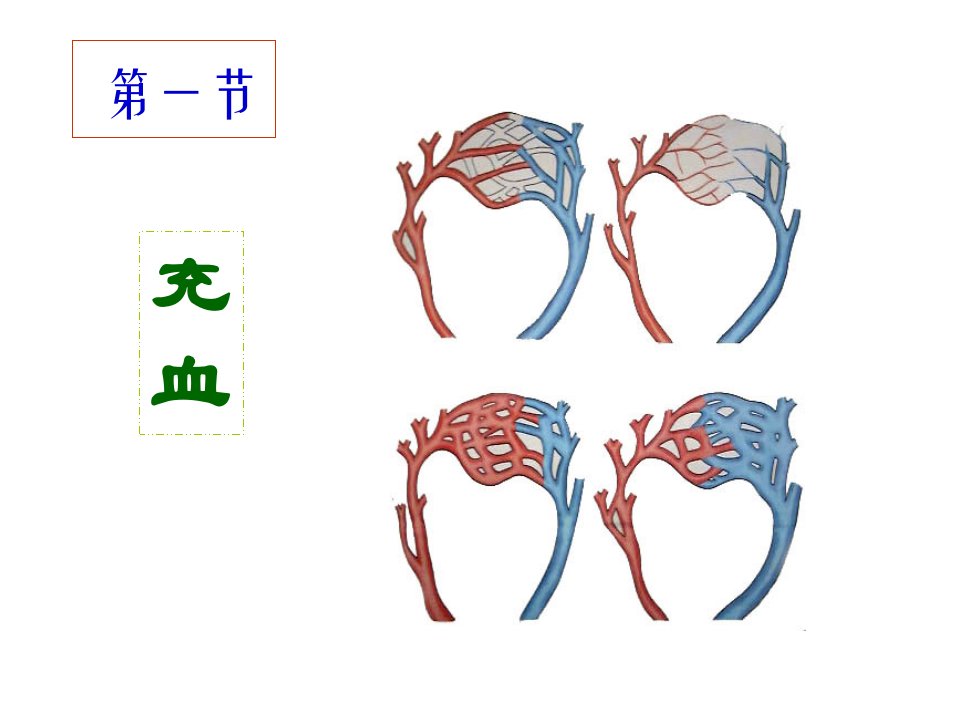 充血和淤血ppt课件