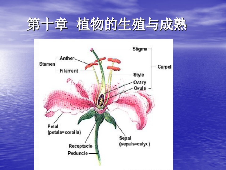 授粉生理和花粉生理