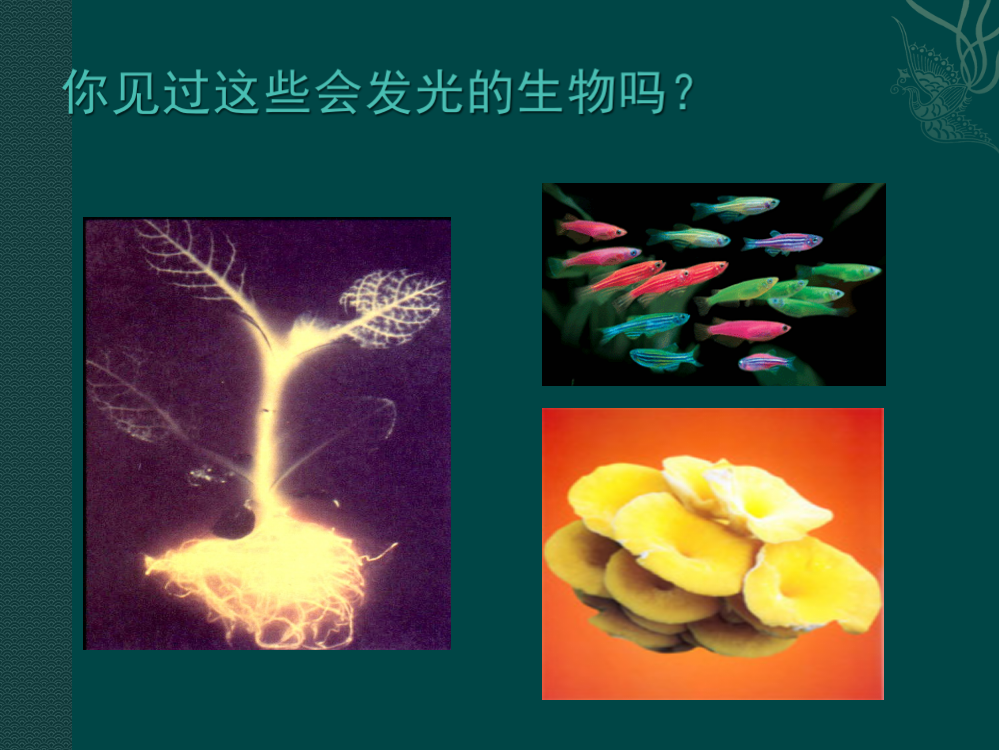 生物：北师大版八年级下_252_现代生物技术(课件)